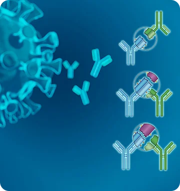 Anti-idiotype Antibody Production Service
